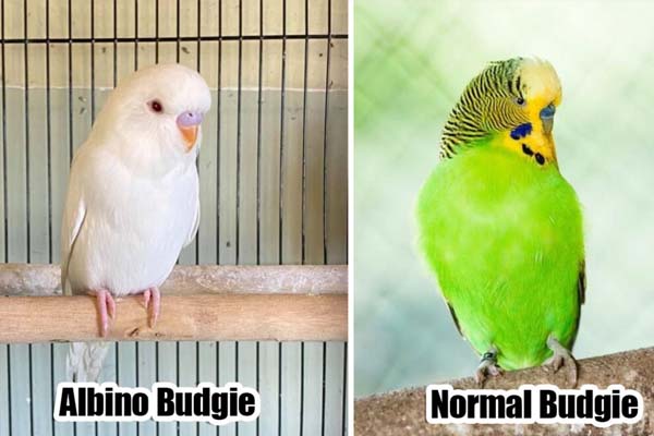 Budgie-Comparison-Albino-and-Normal