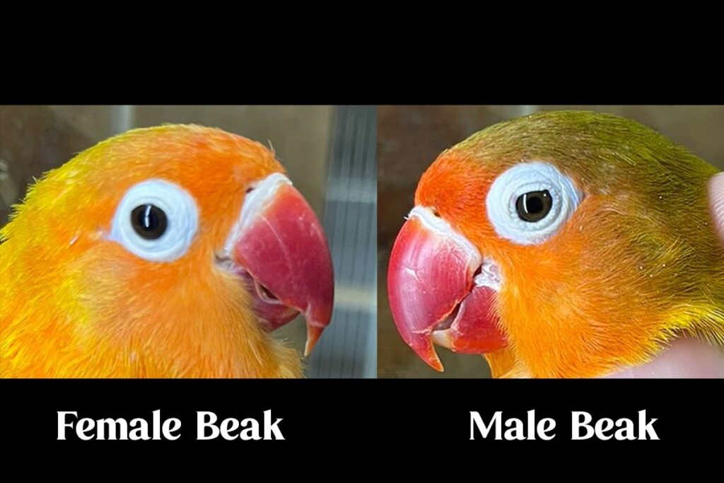 How To Identify Lovebird Gender Featherbudz 1446