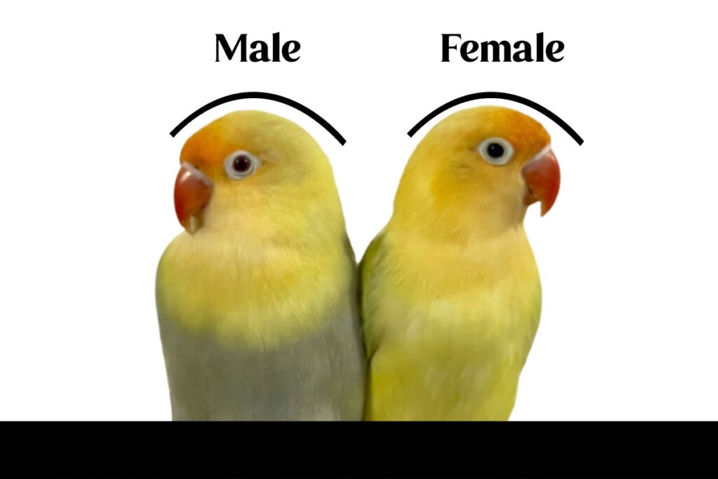 How To Identify Lovebird Gender Featherbudz 1443