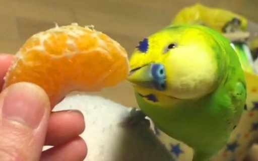 Budgie Eating Orange