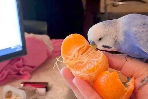 Budgie eating Orange