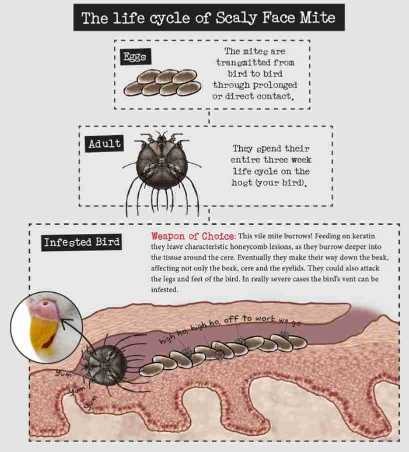 Scaly Mites Life Cycle and how it looks