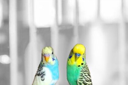 Can Budgies Breed With Their Siblings