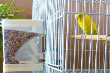 How Long Can Budgies Go Without Food and Water
