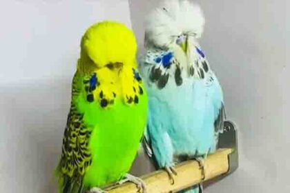 How do I know if my budgies like each other