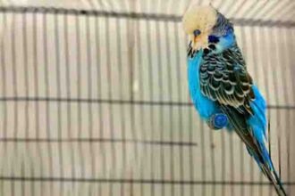 What Should I Know Before Getting a Budgie