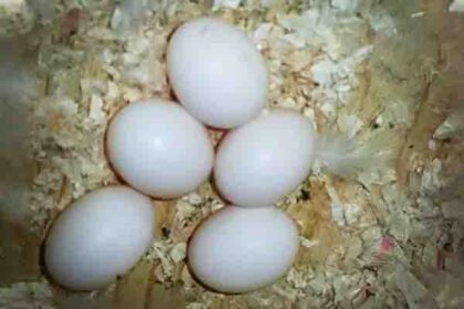 Why is my budgie eggs not hatching