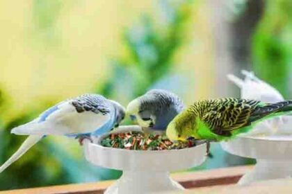 what to feed budgies for breeding