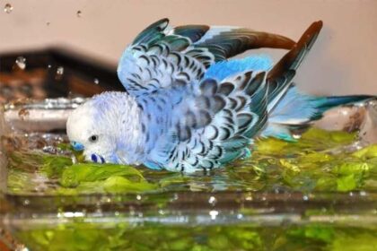 Are You Supposed to Wash Your Budgie