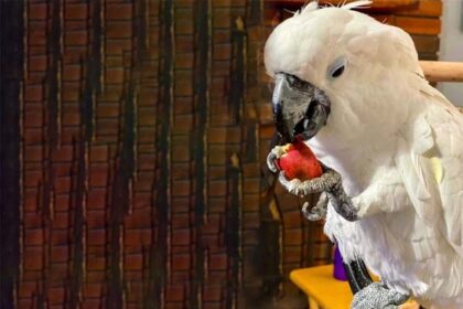 Can Parrots Eat Apples