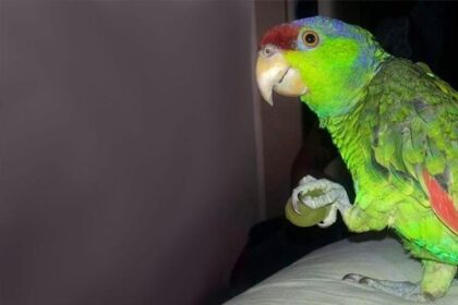 Can Parrots Eat Grapes