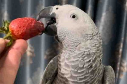 can parrots eat strawberries