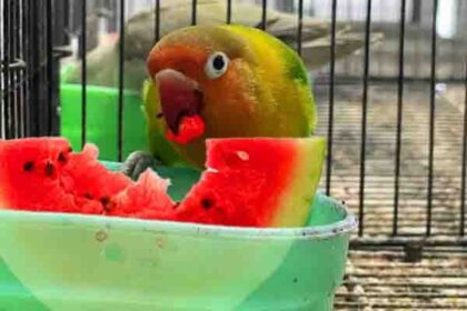 can parrots eat watermelon