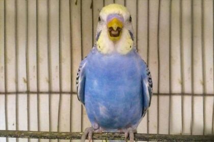 can you tame an old budgie