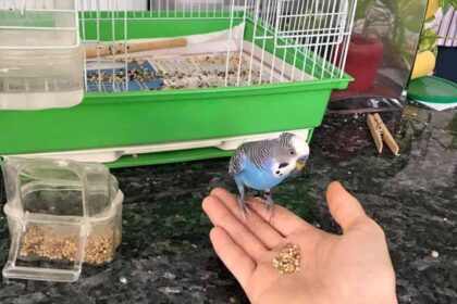 how to get a budgie out of its cage