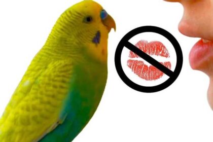 is it safe to kiss a budgie