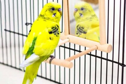 are mirrors good for parakeets