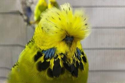 Budgie Molting All You Need to Know