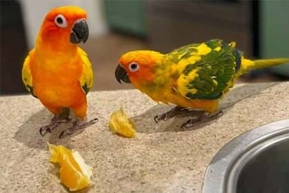 Can Your Parrot Enjoy Oranges as a Healthy Snack