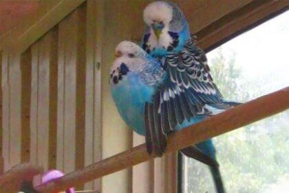 How many times do budgies mate before laying eggs surprising fact