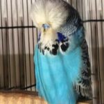 What should you not do with a budgie