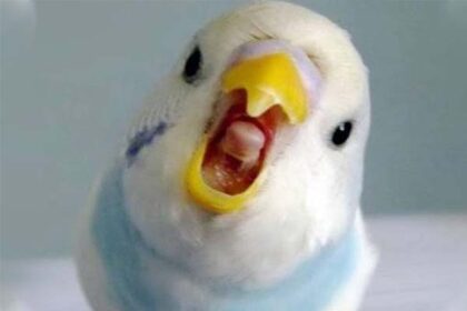 Why is my female budgie squeaking should i be worried