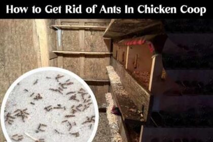 How get rid of ants in chicken coop