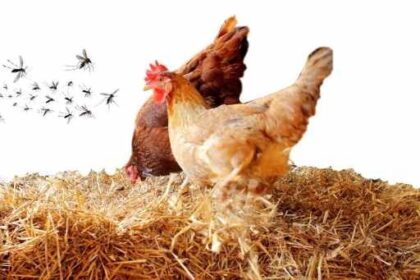 How to Get Rid of Mosquitoes in Your Chicken Coop