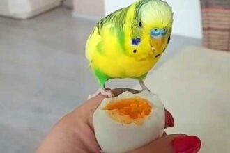 Can Budgies Eat Boiled Eggs