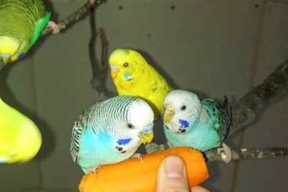 Can Budgies Eat Carrots