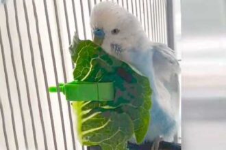 Can Budgies Eat Lettuce