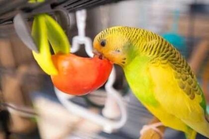 Can Budgies Eat Tomatoes