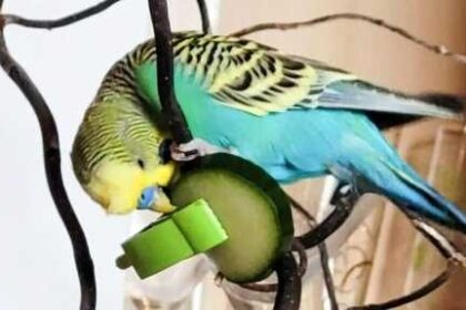 Can budgies eat cucumber