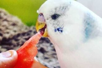 Can budgies eat watermelon