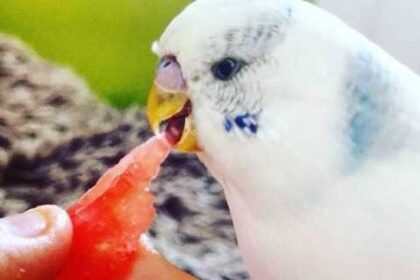 Can budgies eat watermelon