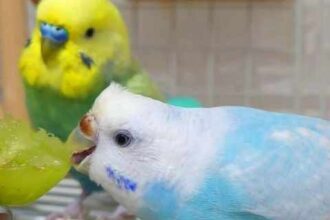 Budgie Eating Grapes
