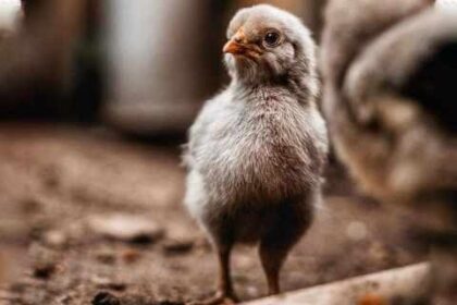 Signs A Baby Chick Is Dying