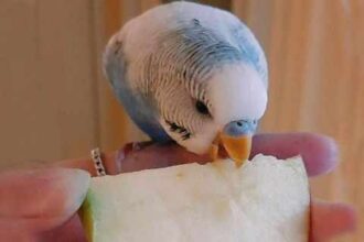 can budgies eat Apples