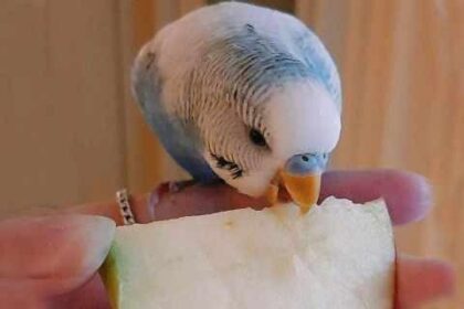 can budgies eat Apples