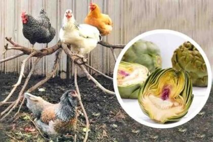 Can Chickens Eat Artichokes