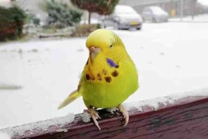 How Cold Is Too Cold For Budgies