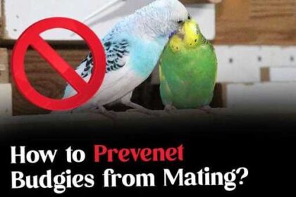 How to Prevent Budgies from Mating