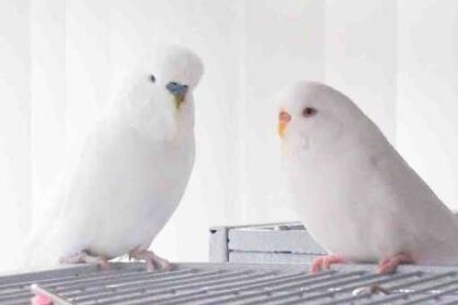 A Guide to Albino Budgies