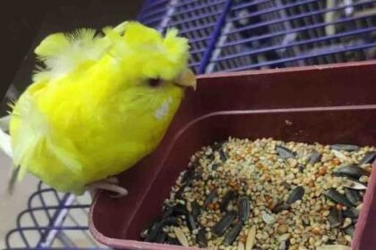 can budgies eat sunflower seeds