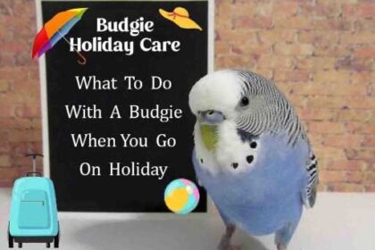 what to do with a budgie when you go on holiday